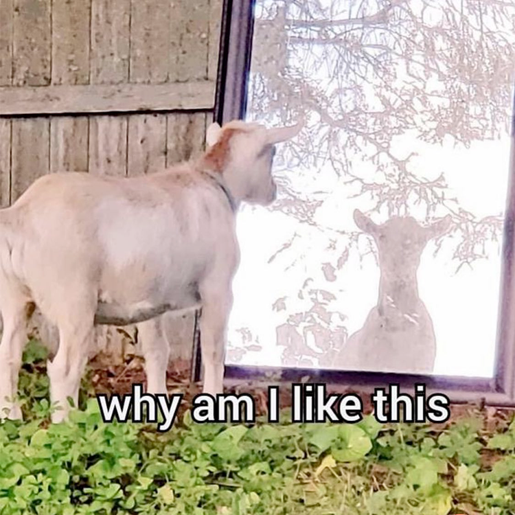 Meme of a goat staring in a mirror with the text "why am I like this"